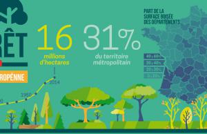 La forêt française est en pleine croissance
